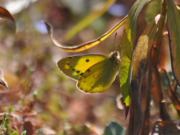 c0045352_20112291.jpg