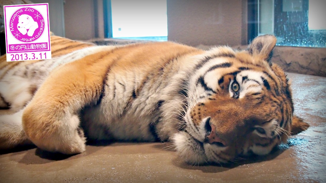 ★ダイエット報告 ★キッズヘア ★円山動物園 ★ケーキ_e0105954_1232846.jpg