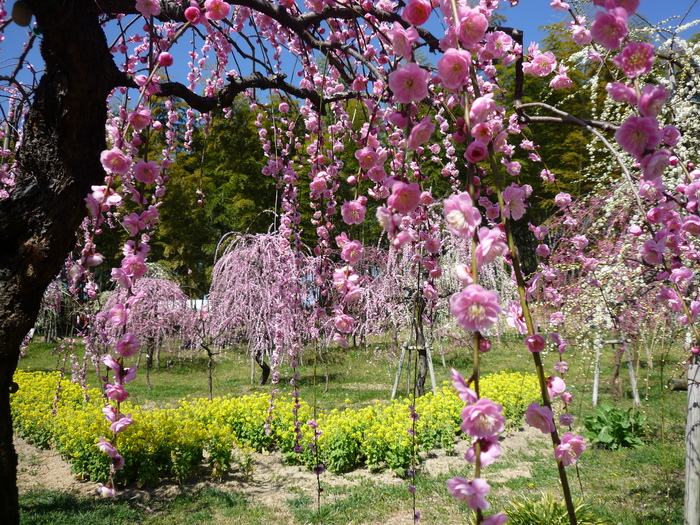 愛知県農業ｾﾝﾀｰ　しだれ梅_b0237655_2252434.jpg