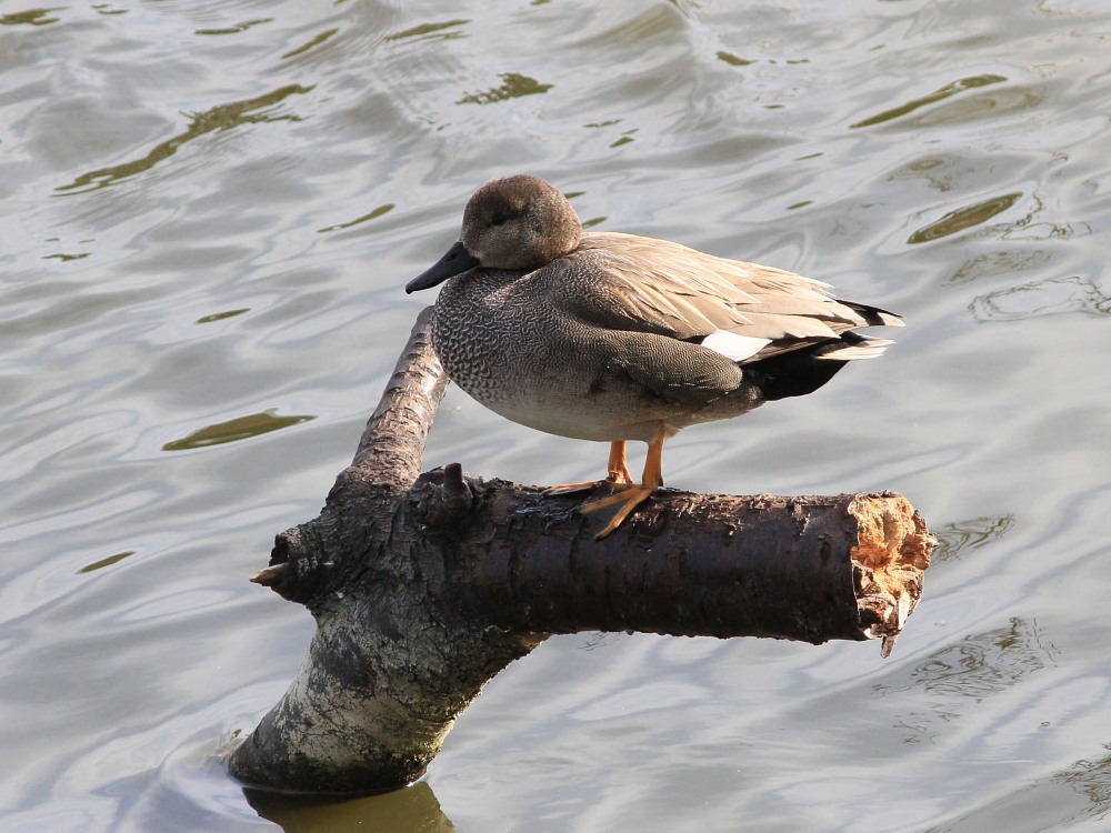 オカヨシガモ・・・・撮り放題　　　2013.3.3富津その３_a0146869_22293789.jpg