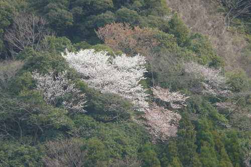 c0205169_723880.jpg