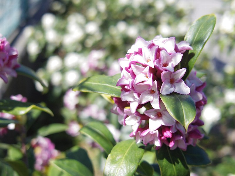 仏に花をたてまつれ_b0084270_0251824.jpg