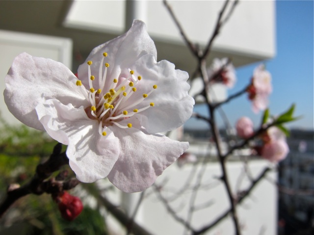 杏の花が咲いたよ。大切な記憶の花だよ。_d0244370_1693696.jpg