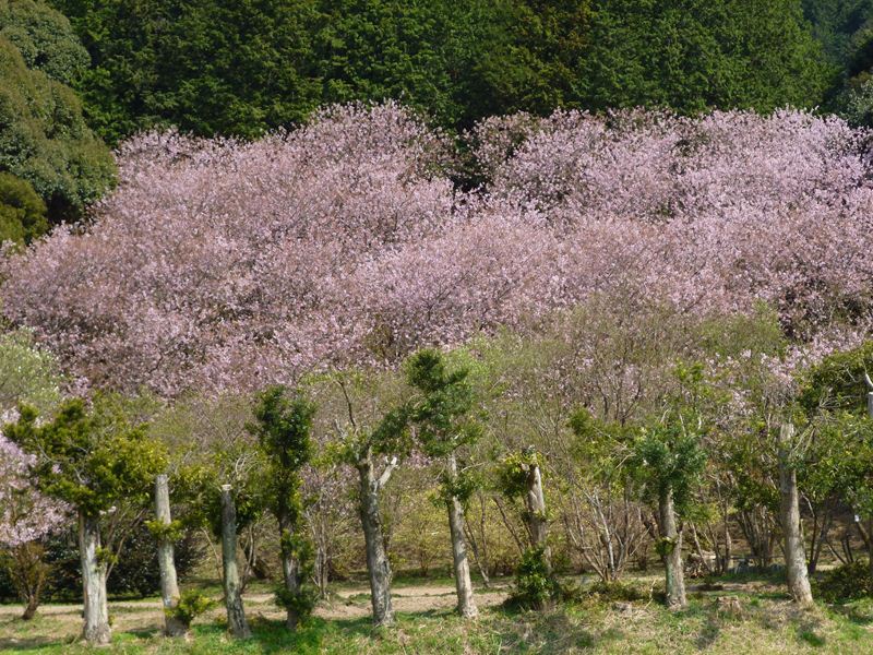 今が盛りの初御世桜_e0033370_1432247.jpg