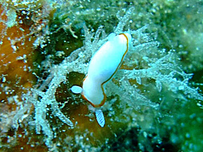 「生物いっぱい!」_b0033573_21453787.jpg