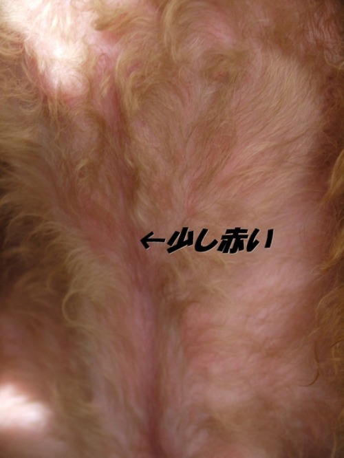 c0283778_17111359.jpg