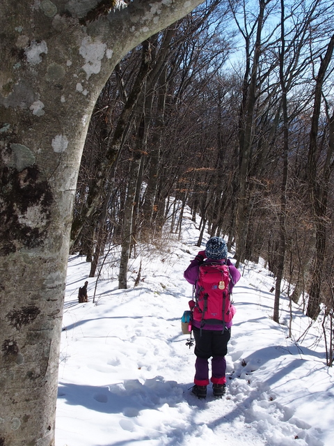 静寂の雪山～三頭山 （6）　　下山　鹿との出会い_e0195587_20161129.jpg