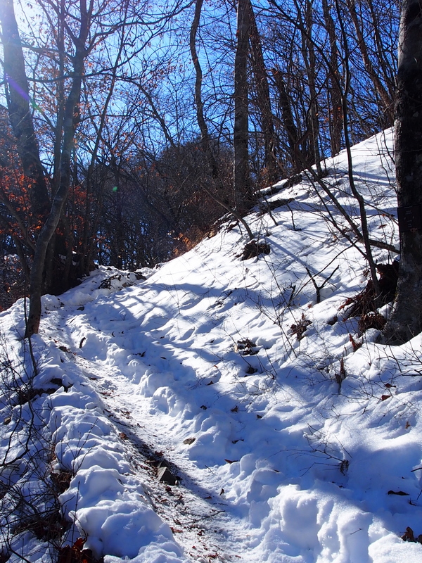 静寂の雪山～三頭山 （6）　　下山　鹿との出会い_e0195587_20241450.jpg