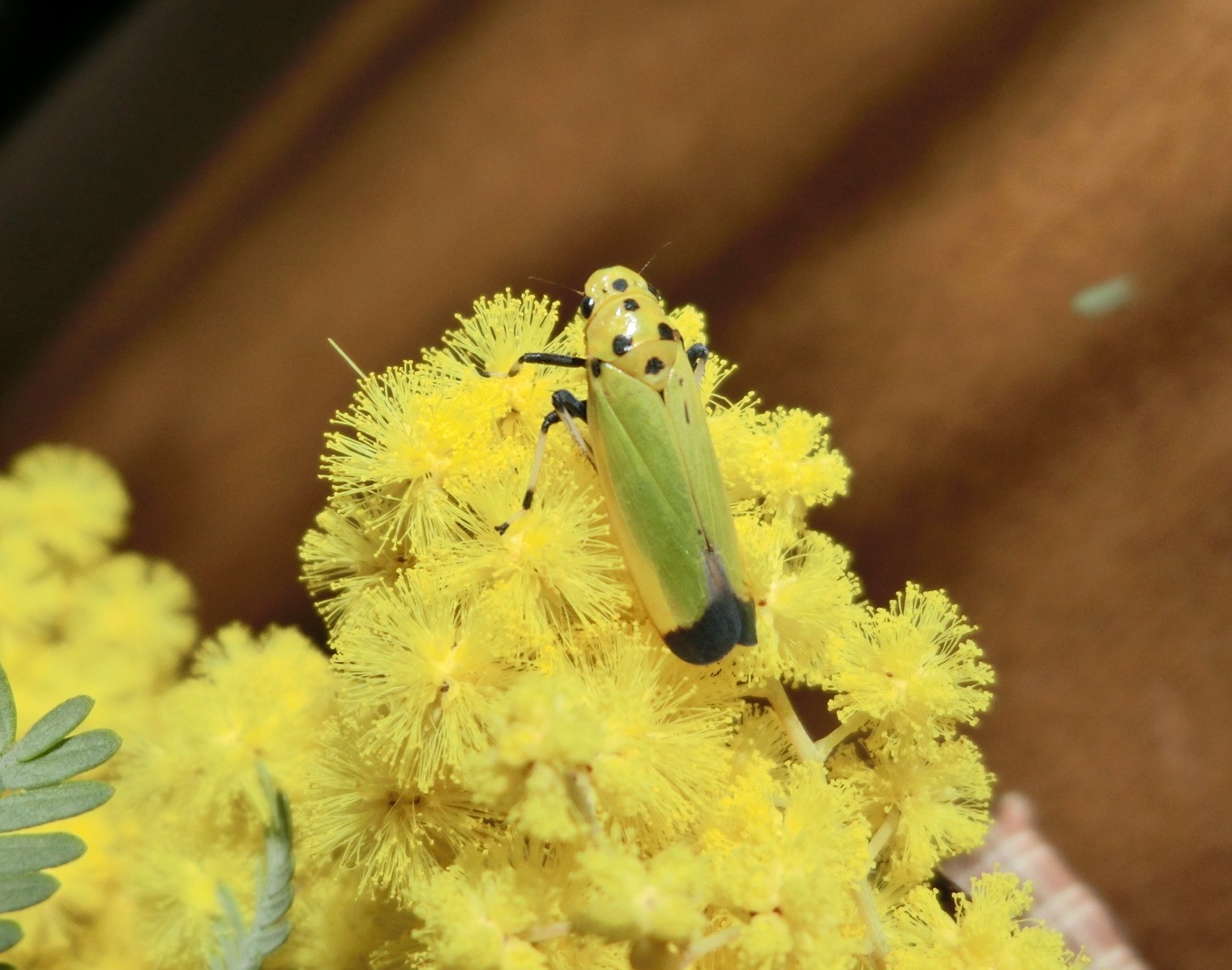 ミモザとバナナ虫 Npo法人 日本チョウ類保全協会