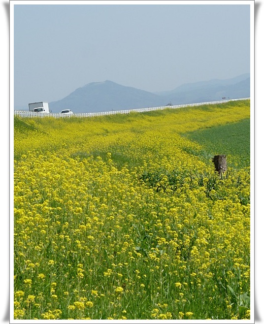 緑川の土手の菜の花　他。_b0025101_0332930.jpg