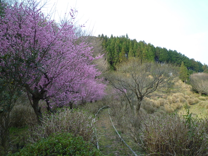 春がきました_c0280108_2055270.jpg