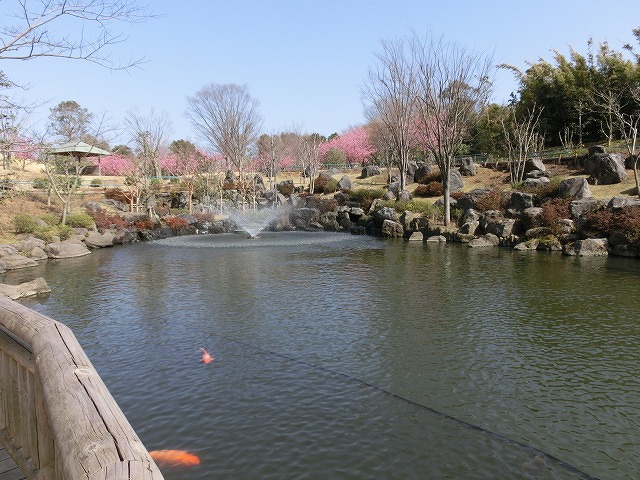 カワヅザクラが満開　静岡がんセンターの庭園_f0141310_7182997.jpg