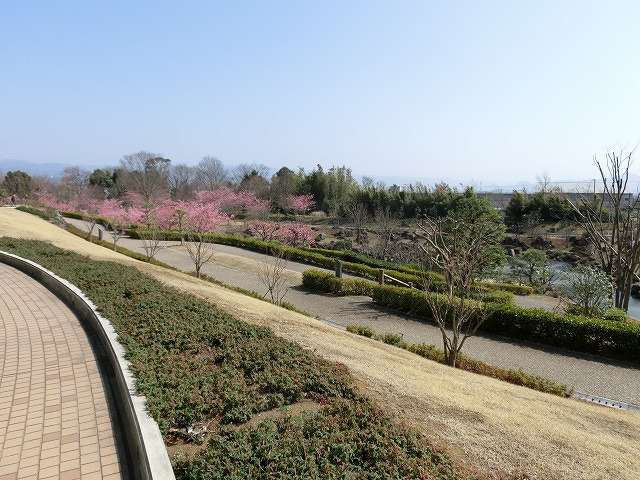 カワヅザクラが満開 静岡がんセンターの庭園_f0141310_719634.jpg