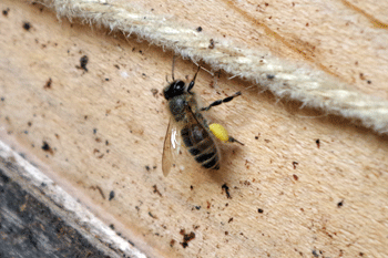 f0232920_1436318.gif