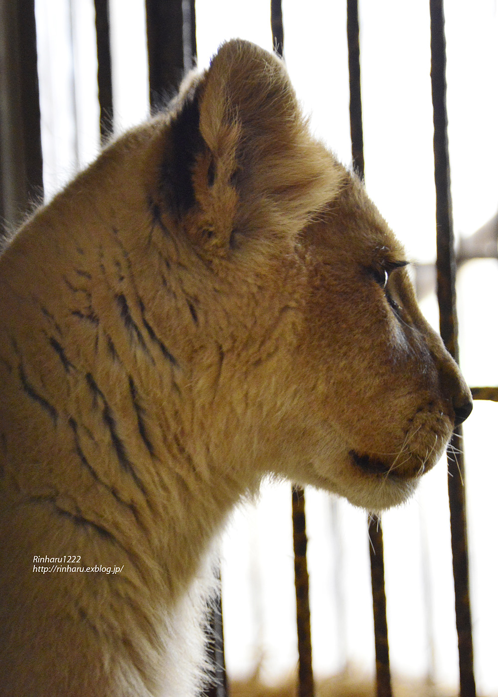 2013.3.8 那須サファリパーク☆ライオンのあんこ・きなこ・たまこ 【Lion Children (sister)】_f0250322_22324154.jpg