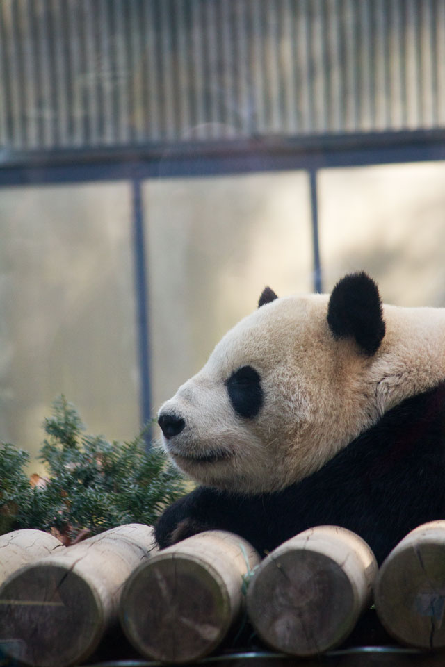 上野動物園 ジャイアントパンダ その2_a0016730_1912156.jpg