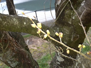 阿蘇西原村の今朝の桜情報_d0009738_6491729.jpg