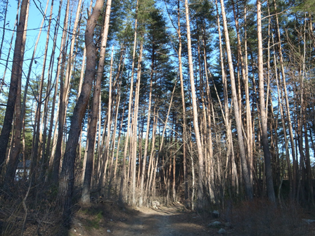 山陰_a0014840_0164275.jpg