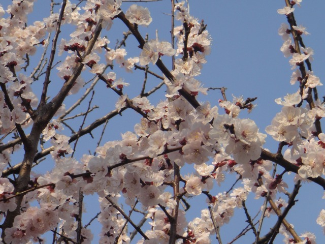 花とあやしい出で立ち_e0195743_20205259.jpg