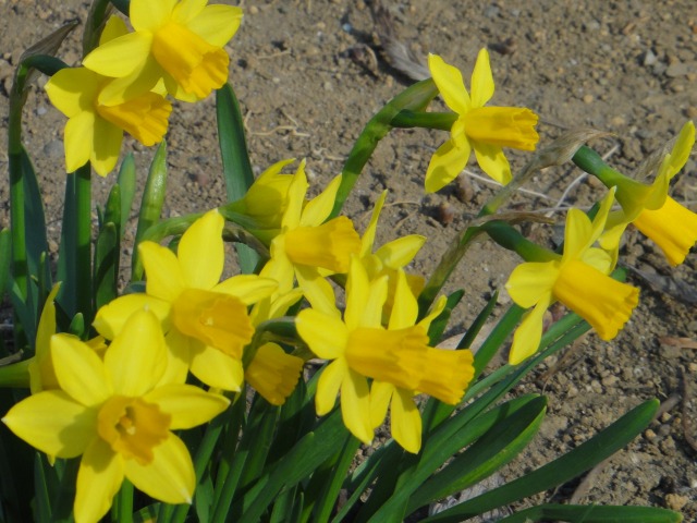 花とあやしい出で立ち_e0195743_20235713.jpg