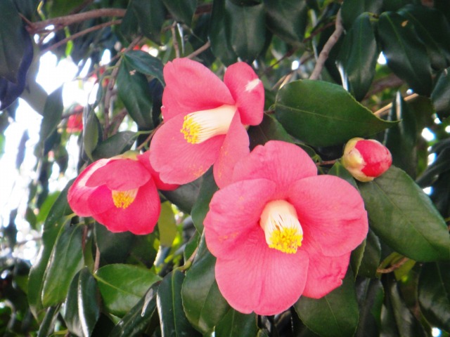 花とあやしい出で立ち_e0195743_20244769.jpg