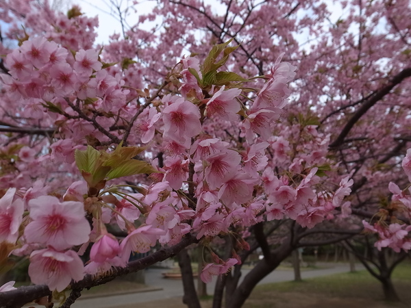 高洲中央公園の河津桜 浦安フォト日記 高洲中央公園の河津桜 浦安フォト日記