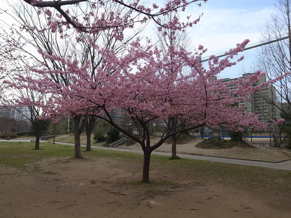 高洲中央公園の河津桜 浦安フォト日記 高洲中央公園の河津桜 浦安フォト日記