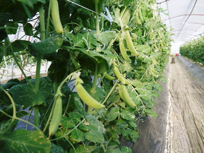 スナップエンドウ「シャキ甘“菊光”」 こだわりの収穫!_a0254656_1793785.jpg