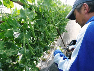 スナップエンドウ「シャキ甘“菊光”」 こだわりの収穫!_a0254656_1872617.jpg