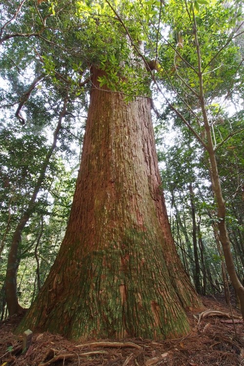 ぼんくら探検隊が行く　～奥球磨編～　その2の②_b0123359_1932795.jpg