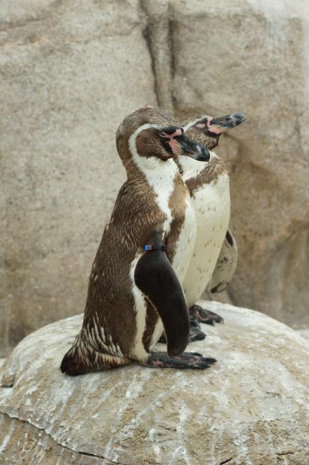 下関市立しものせき水族館 「海響館」_e0145960_23513050.jpg