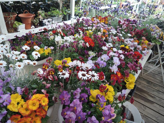 保育園卒園式を飾るお花たち_b0137969_17275139.jpg