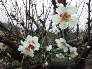 プチ便り(梅開花)_a0206870_11454927.jpg
