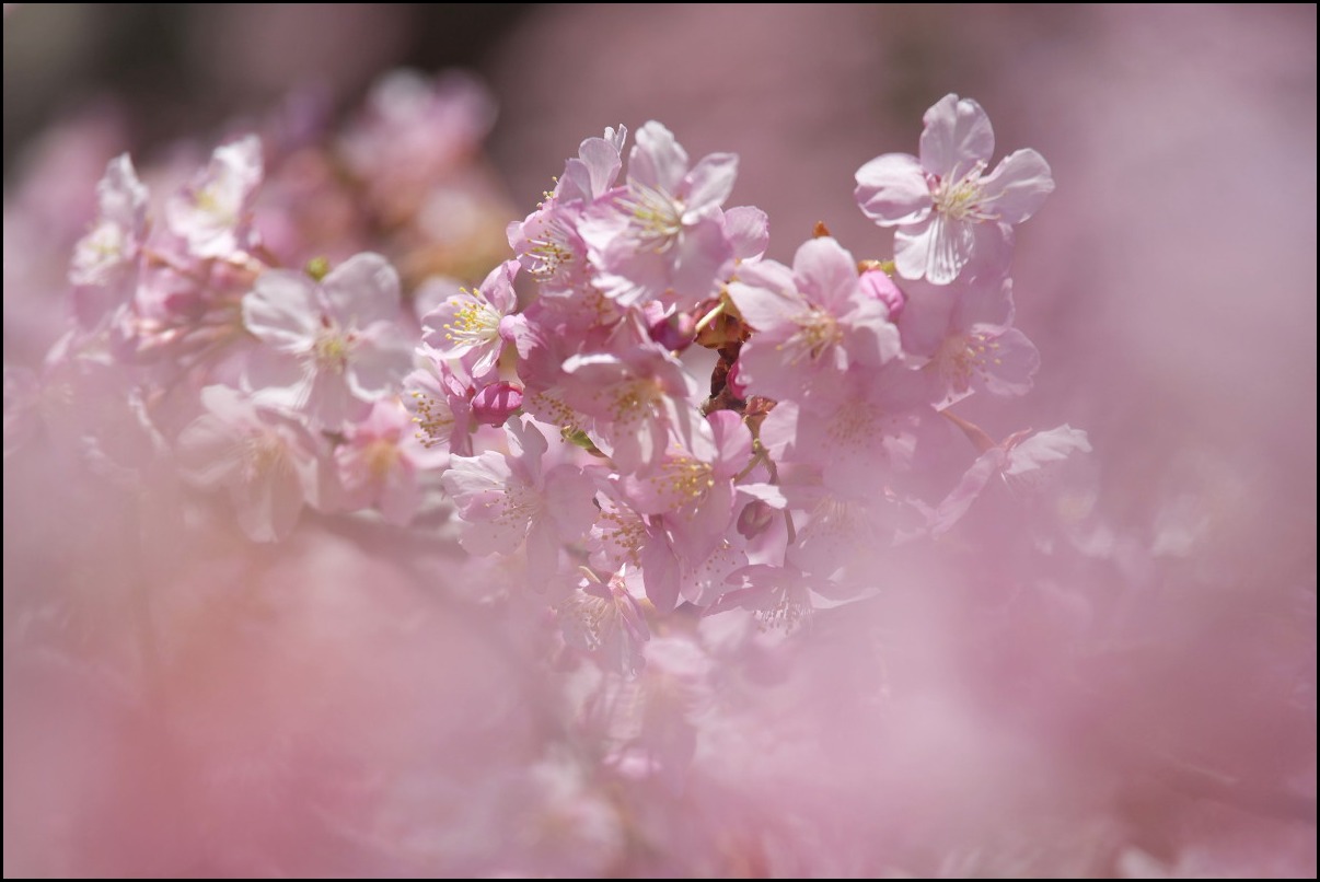 河津桜_b0044477_23591889.jpg