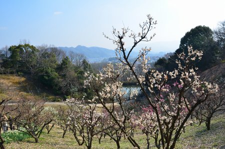 錦織公園　梅園_c0229483_19115.jpg