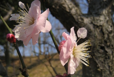 錦織公園　梅園_c0229483_1963694.jpg