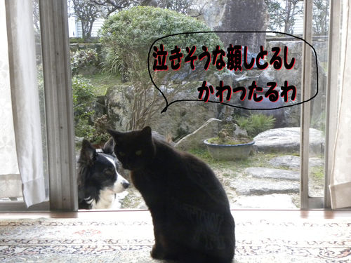 犬は外　猫はうち_c0120585_1716983.jpg