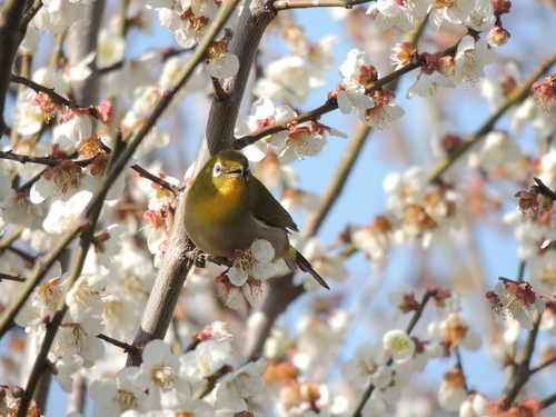 桜の花とヒヨドリ（３）_f0216489_1671337.jpg