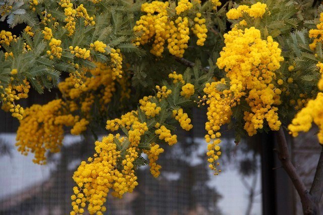 春を告げる黄色いお花たち～♪　神戸花鳥園_a0123003_20132656.jpg