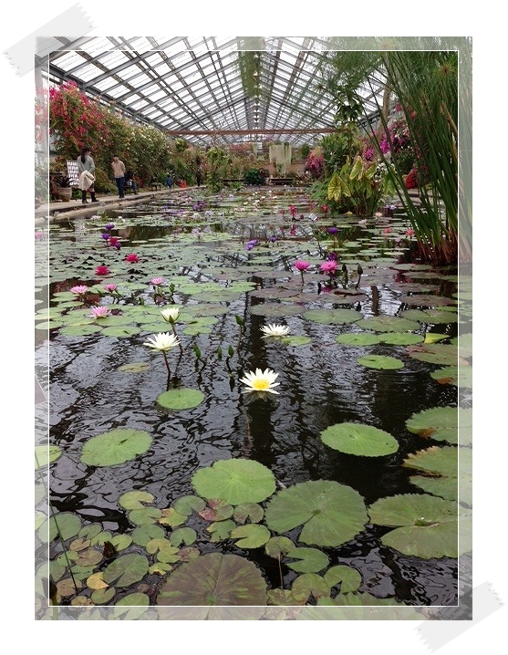 春を告げる黄色いお花たち～♪　神戸花鳥園_a0123003_20383729.jpg