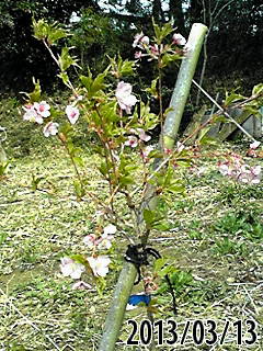 e0270403_1131222.jpg