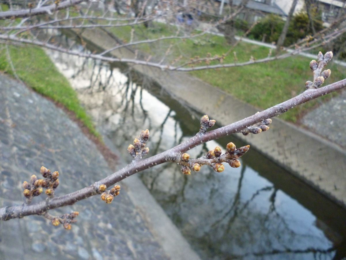 手編み機械編み教室　帽子（五条川さくら開花情報は最下段）_d0156706_961762.jpg