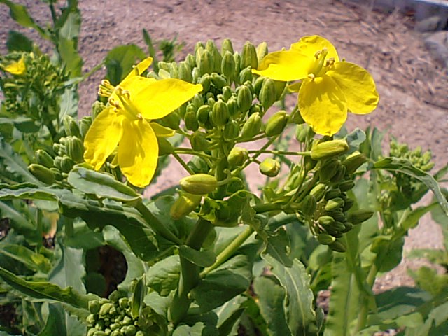 菜園の蕪（カブ）の花_f0231709_16283969.jpg