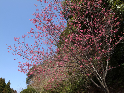 寒緋桜が満開！_a0154110_10535048.jpg