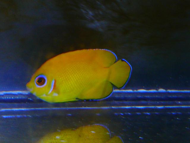 海水魚 新着 良さそうな情報
