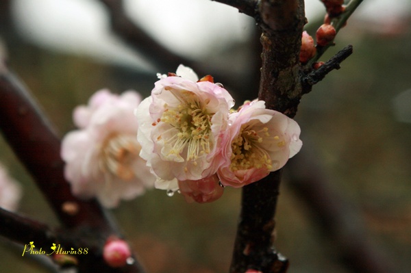 最後の梅の花・・・思いのまま_d0025414_0231612.jpg