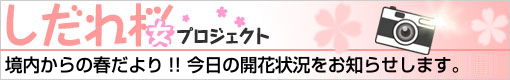 2013　しだれ桜プロジェクト　【3月14日】　開始_c0170415_10362535.jpg
