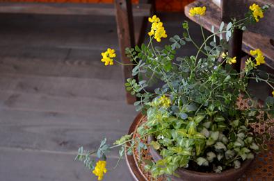 新しい植物と実験器具たち_d0263815_18281591.jpg