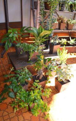 新しい植物と実験器具たち_d0263815_1830833.jpg