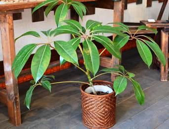 新しい植物と実験器具たち_d0263815_18382364.jpg